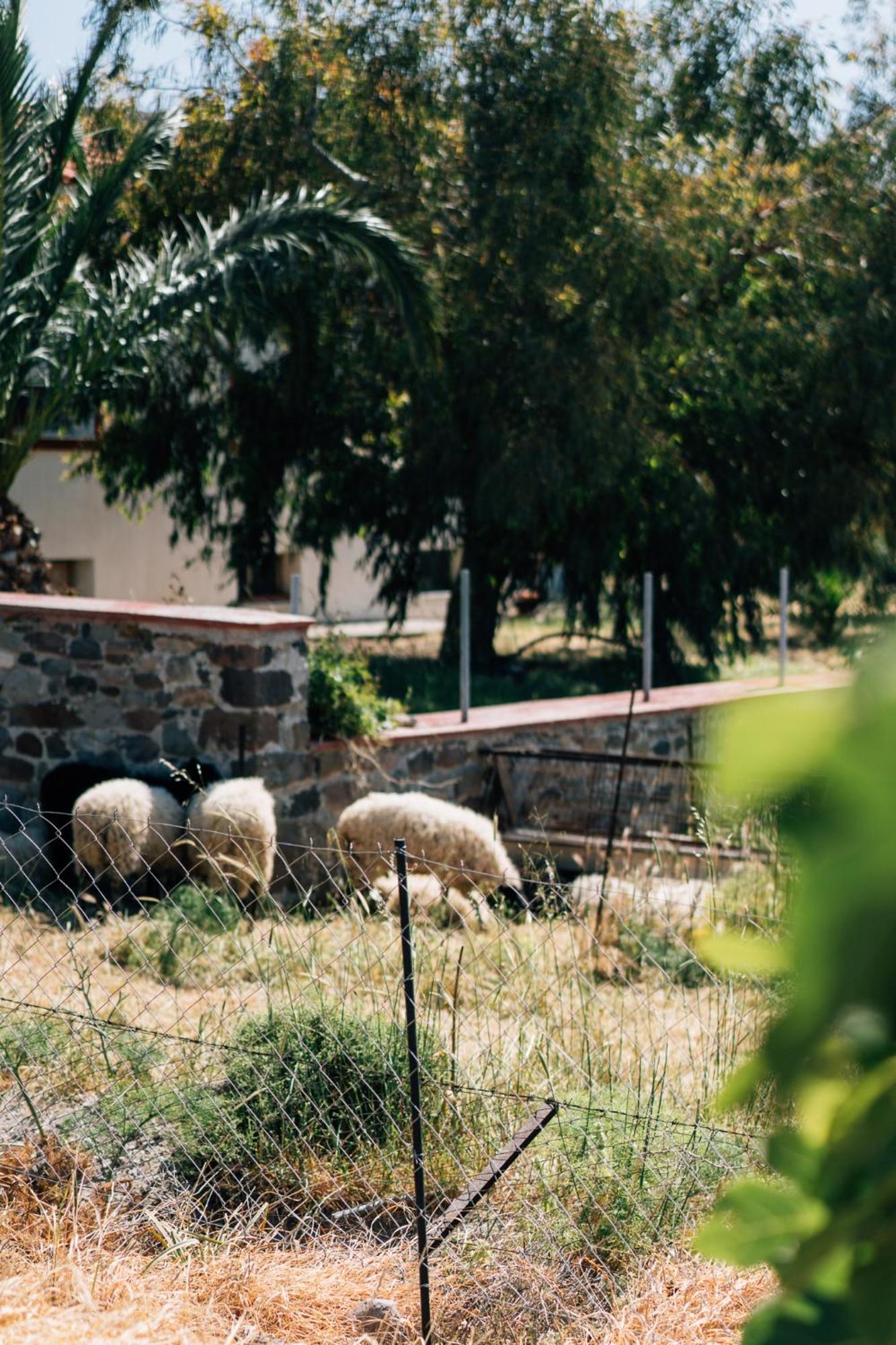 Apolithon Premium Houses Sígrion Dış mekan fotoğraf